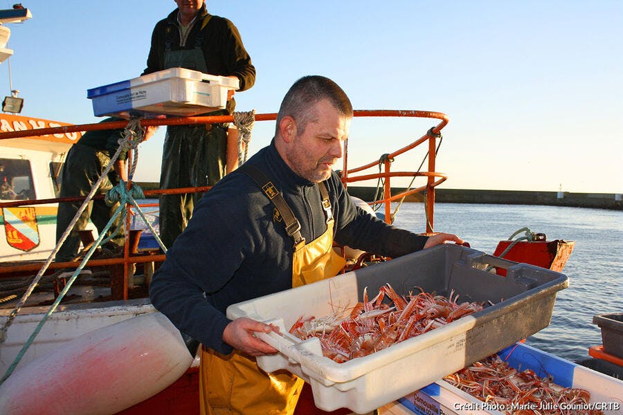langoustines, port du Guilvinec