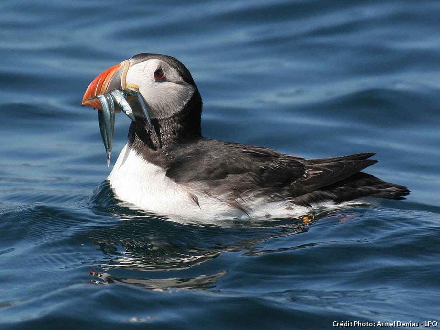 det_macareux_moine_avec_lancons_photo_armel_deniau_lpo.jpg