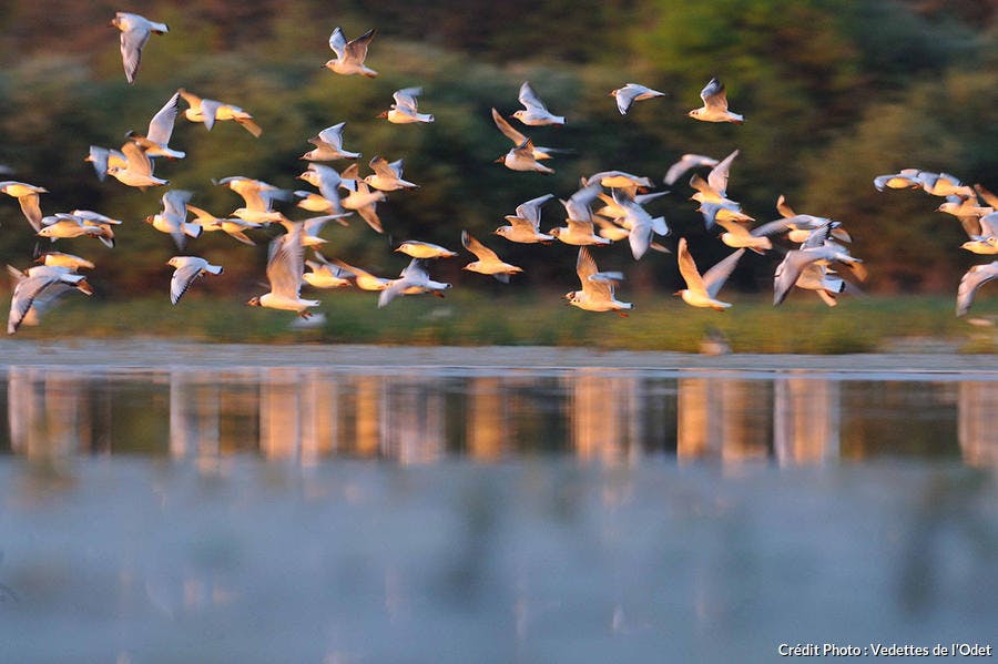 Mouettes rieuses sur l'Odet