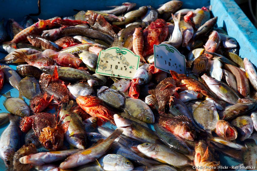 poissons vendus sur le Vieux-Port de Marseille pour la bouillabaisse