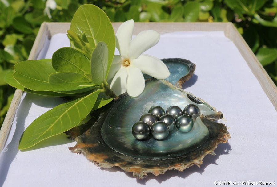 Perles locales, le trésor l'ile de Rangiroa en Polynésie française 