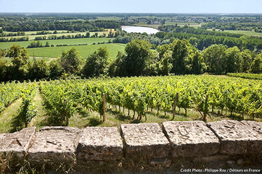 Les vignes du vignoble AOC Cadillac en Gironde