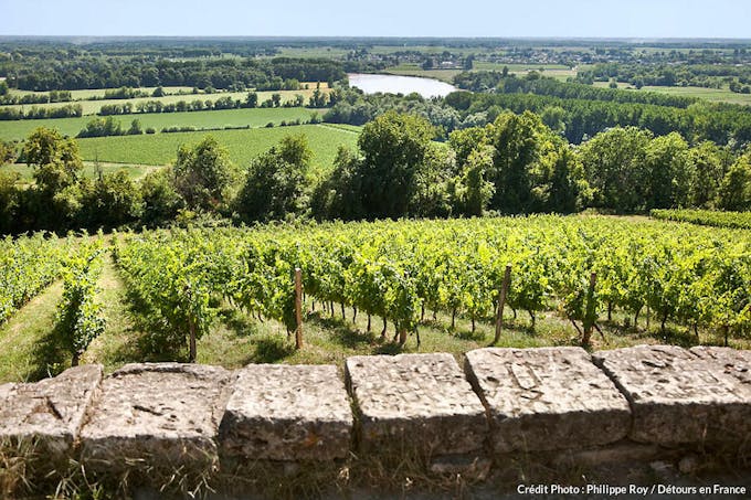 Les vignes du vignoble AOC Cadillac en Gironde