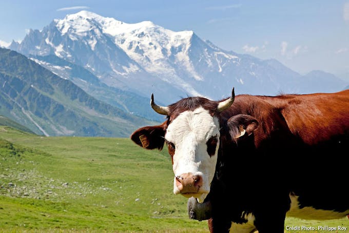 LE TOUR, MASSIF, MONT BLANC, VALLEE, CHAMONIX, HAUTE SAVOIE, RHONE ALPES, FRANCE Vache de race Abondance à l' alpage. En fond, le Mont-Blanc.