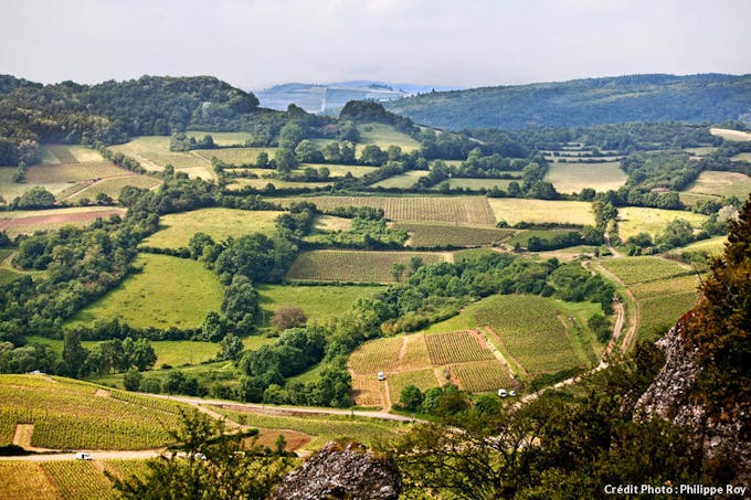 Le vignoble du Mâconnais, en Bourgogne