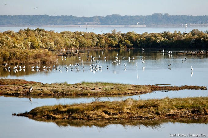 Réserve ornithologique du Teich dans le parc naturel des Landes de Gascogne