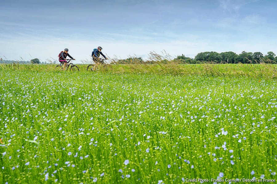 Offranville, la Véloroute du lin, piste cyclable à travers les champs de lin reliant Dieppe à Fécamp