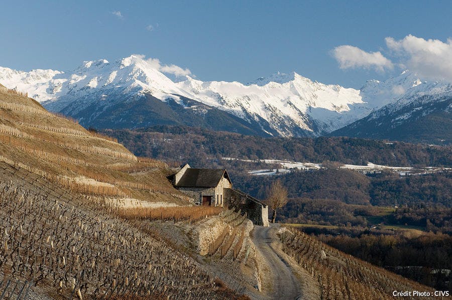 det_vignes-savoie_civs.jpg