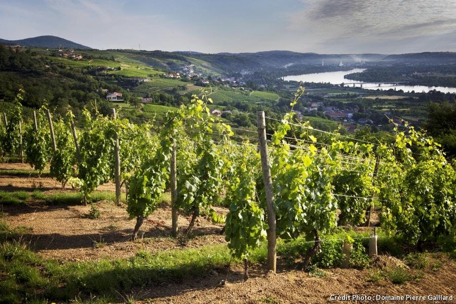 Domaine Pierre Gaillard