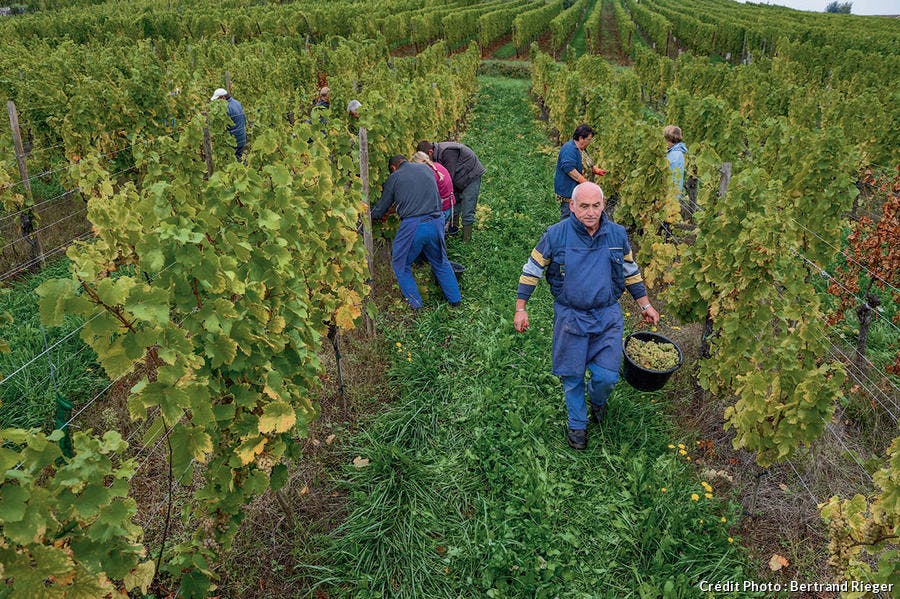 Vendanges manuelles sur les terres du domaine Wittmann
