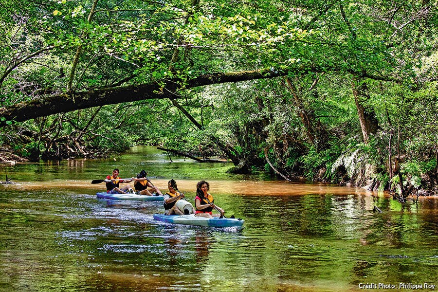 Canoé sur la Leyre