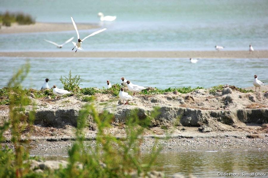 Baie de Somme