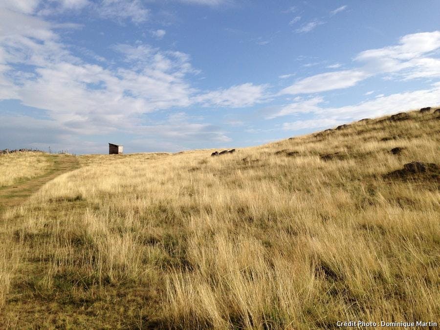 Aubrac