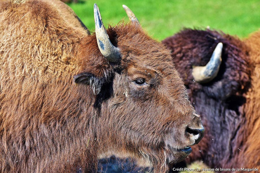 La réserve de bisons de la Margeride