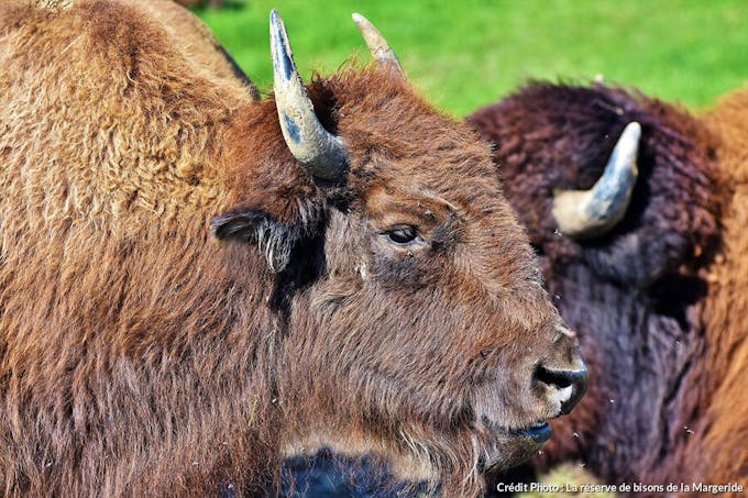 La réserve de bisons de la Margeride