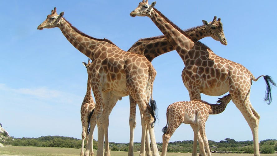 Top 5 des plus beaux parcs animaliers et zoos de France
