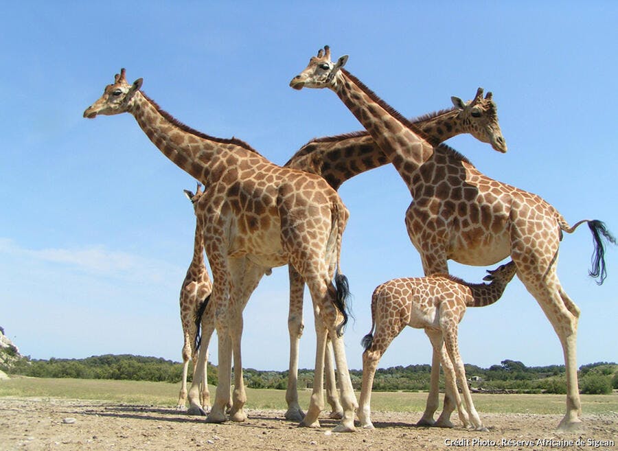 Les girafes de la réserve de Sigean