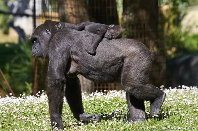 Bébé gorille et sa maman au zoo de la Palmyre