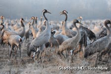 Grues cendrées
