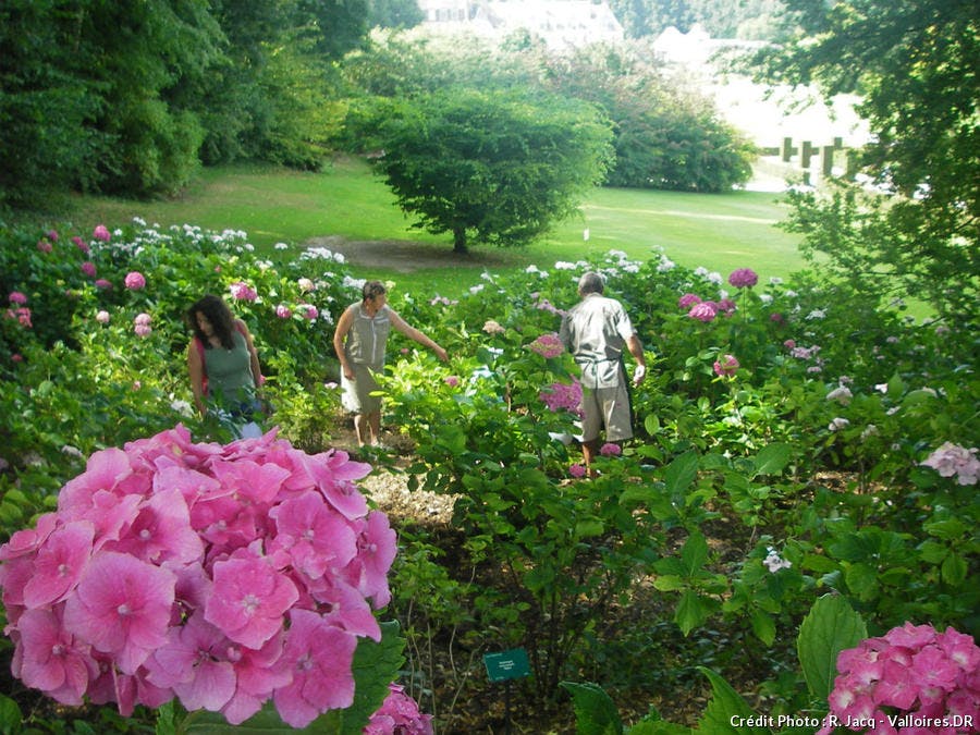 hortensia jardins de Valloires