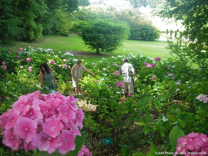 hortensia jardins de Valloires