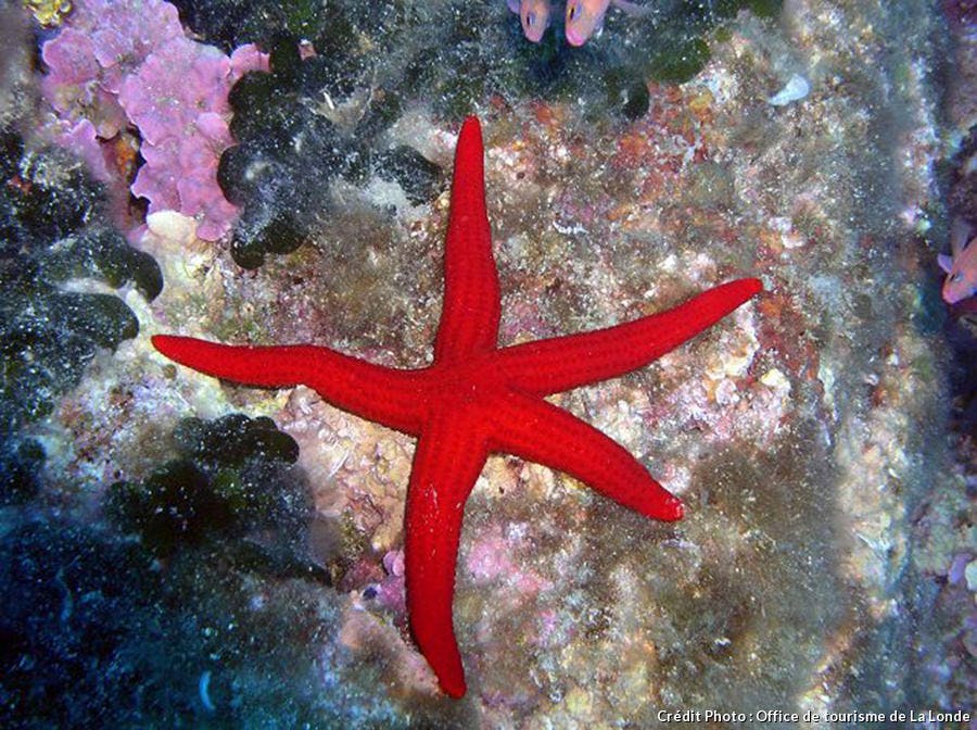 Étoile de mer rouge à la Londe-les_maures