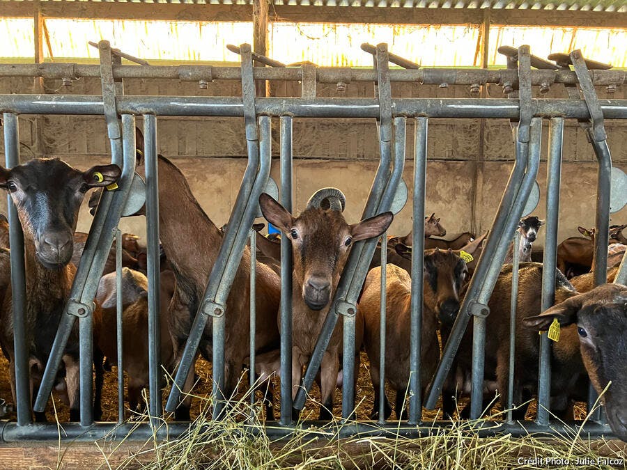 Les chèvres d'O'Ptits Délices Caprins à Saint Romain en Charente.