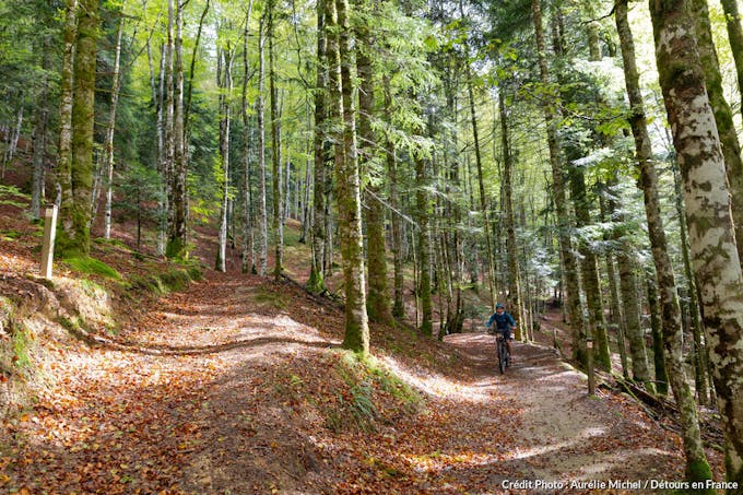 La forêt d'Iraty au Pays basque