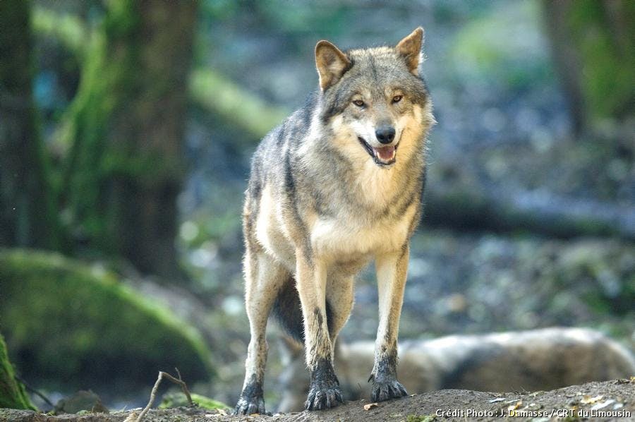 Loup blanc de McKenzie au parc animalier des Monts de Guéret