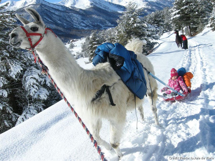 Le lama luge en hiver