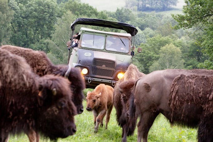 Safari avec des bisons dans le Limousin