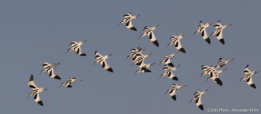 Avocette élégante en vol