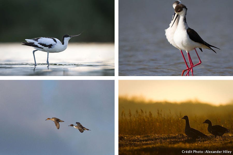 Avocette élégante, échasse blanche, canard pilet, oies cendrées