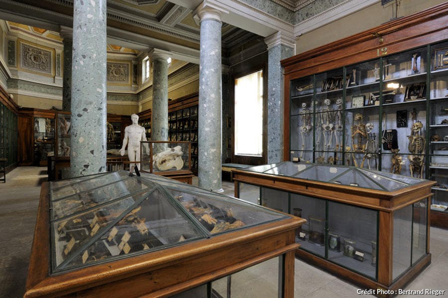 Conservatoire d'Anatomie de Montpellier