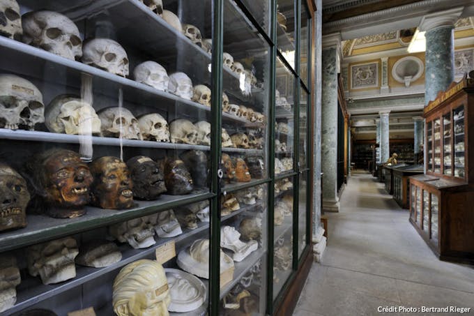 Collection de crânes au conservatoire d'Anatomie de Montpellier