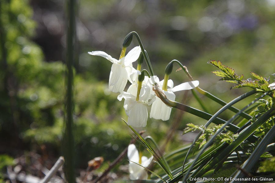 Narcisses des Glénan
