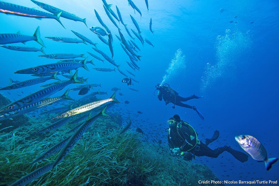 Barracudas