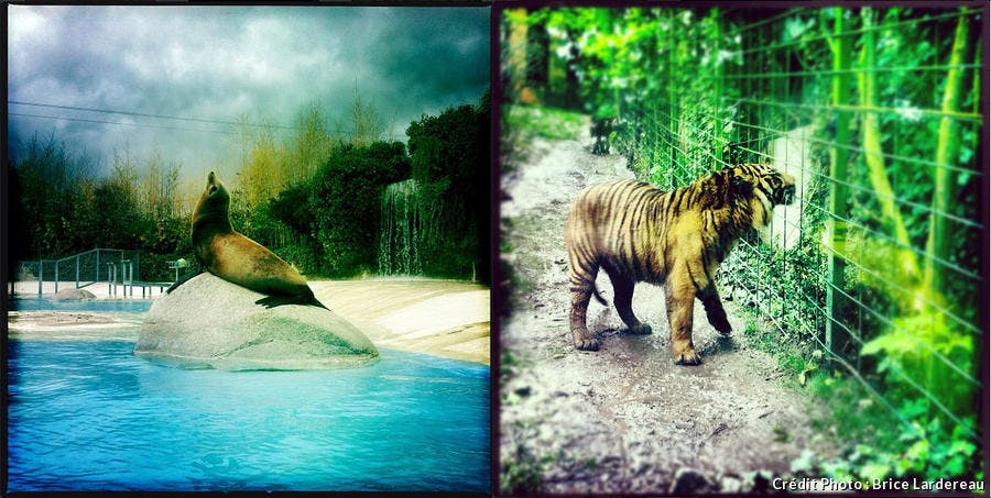 otarie_et_tigre.jpg