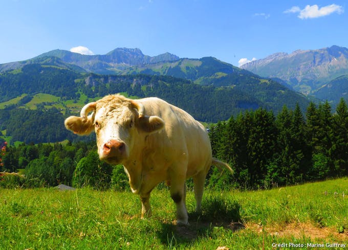 Vache dans les montagnes du Val d'Arly 