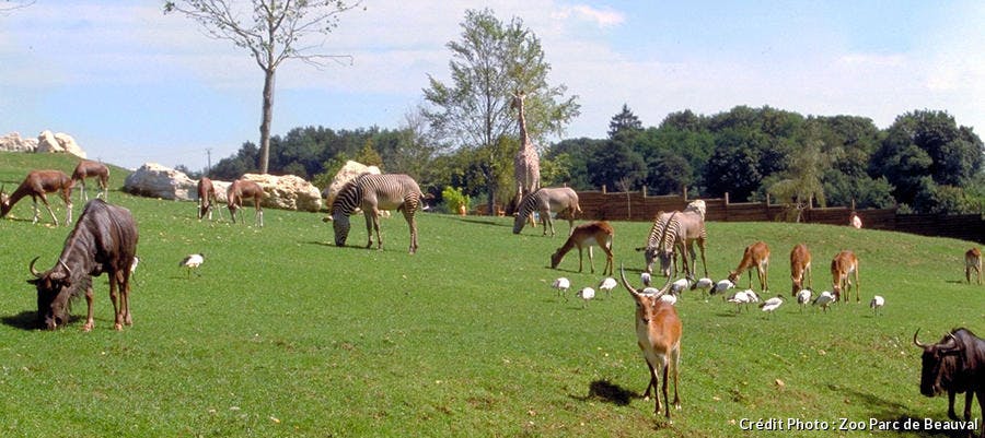 Animaux dela savane africaine