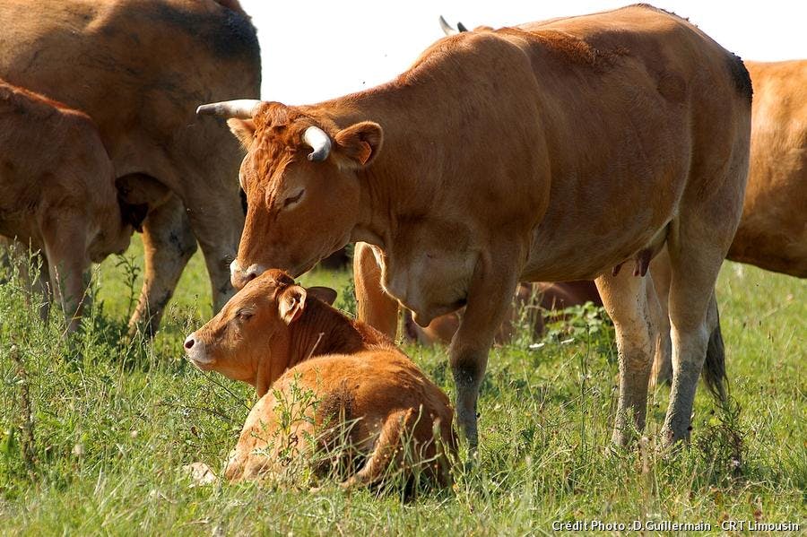 Vaches du Limousin