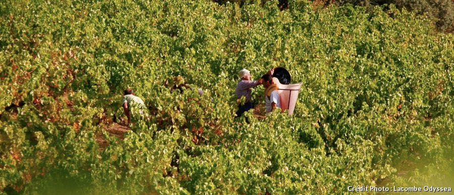vendanges_a_banyuls_lacombe_odyssea.jpg