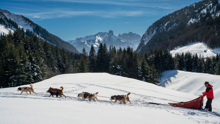 Balade en traîneau à chiens sur le plateau des Glières, dans les Alpes.