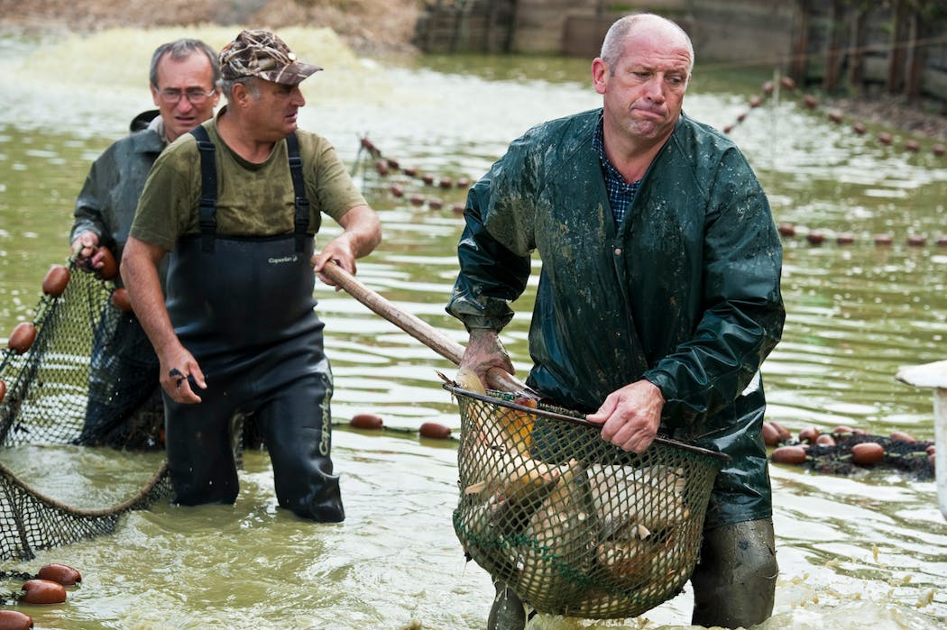 Chaque année, à l’automne, la fête de la Dombes permet de découvrir le savoir-faire ancestral de la pêche d’étang. Les carpes représentent 70 % de la production des étangs de la Dombes, complétée par des brochets, sandres, tanches...