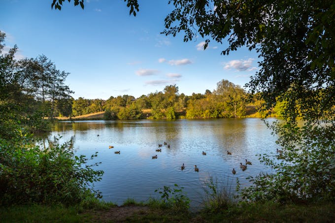 Plans d’eau et étangs bordent Châtillon- sur-Chalaronne, au cœur de la Dombes, offrant de nombreux points de vue pour observer les oiseaux.