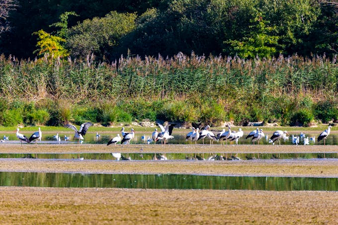 Les étangs de la Dombes sont peuplés de 130 espèces d’oiseaux, migrateurs ou hivernants.