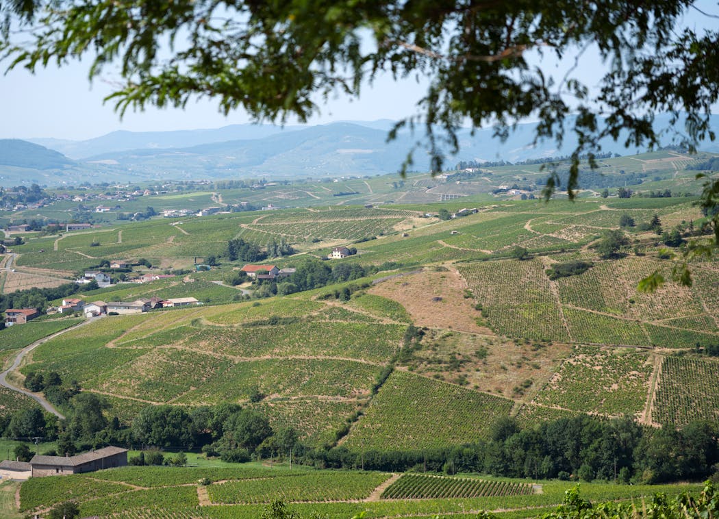 Vignobles de la région de Chiroubles en Beaujolais
