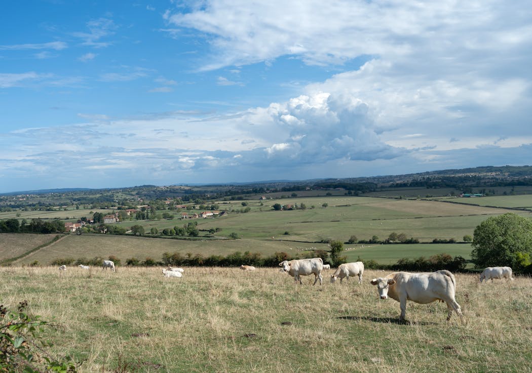 Vaches qui paissent dans la campagne autour du village d'Oye, dans la région Charolais-Brionnais, Saône-et-Loire