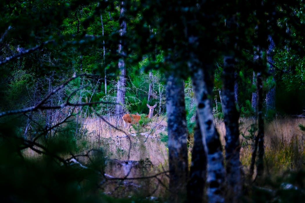 Biche en Sologne