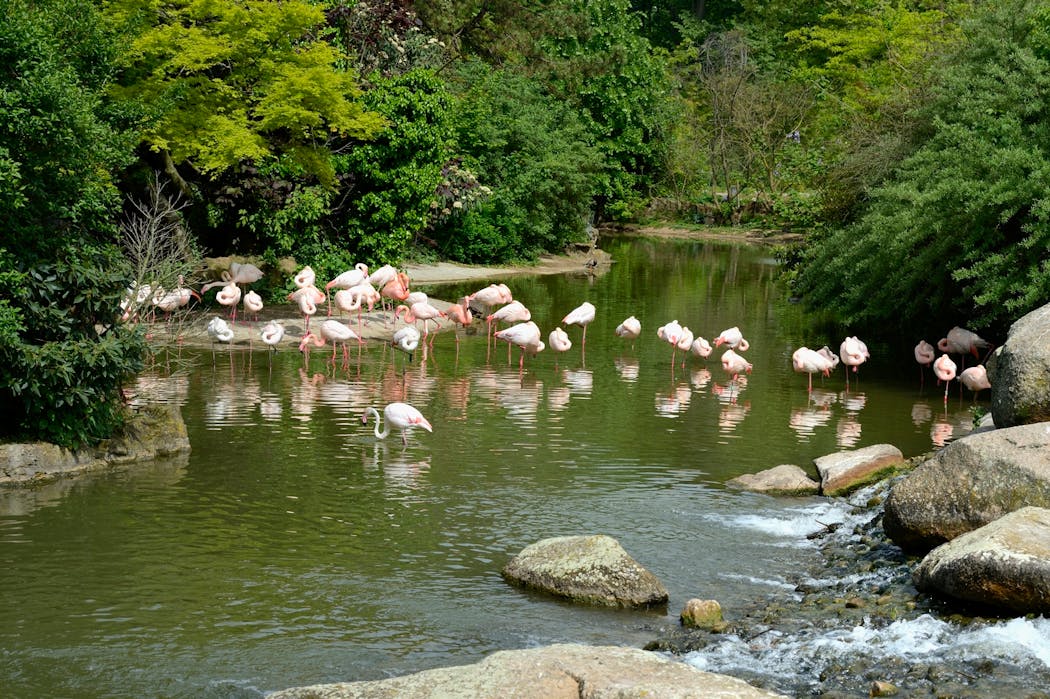 Des flamands roses du parc de la Tête d'Or à Lyon